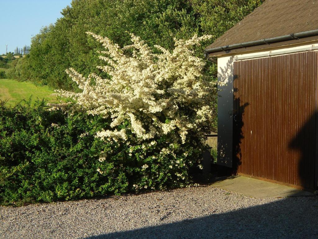 Fern Rock Bed And Breakfast Dromin Exteriör bild